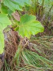 Silphium