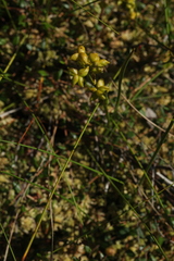 Scheuchzeria palustris