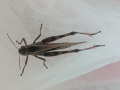 Shirakiacris shirakii
