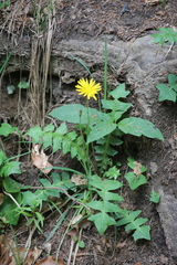 Aposeris foetida