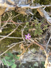 Geranium robertianum