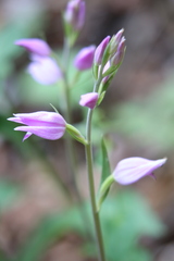 Cephalanthera rubra