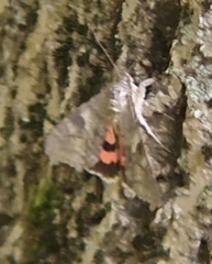 Catocala nupta