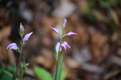 Cephalanthera rubra
