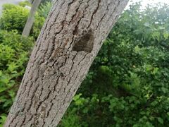 Catocala nupta