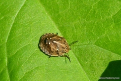 Eurygaster testudinaria
