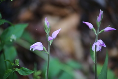 Cephalanthera rubra