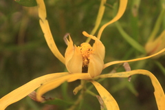 Leucadendron eucalyptifolium