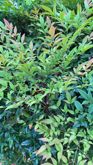 Nandina domestica