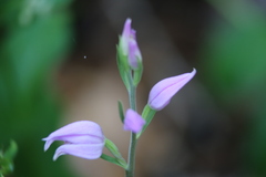 Cephalanthera rubra