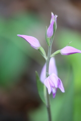Cephalanthera rubra
