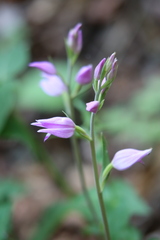Cephalanthera rubra