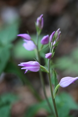Cephalanthera rubra