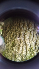 Catocala nupta