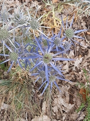 Eryngium amethystinum