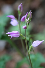 Cephalanthera rubra