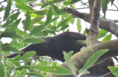 Selenidera spectabilis