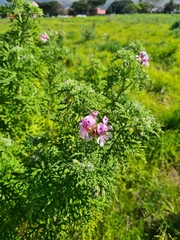 Pelargonium radens
