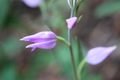 Cephalanthera rubra