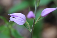 Cephalanthera rubra