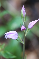 Cephalanthera rubra