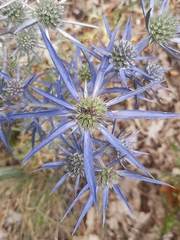 Eryngium amethystinum