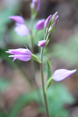 Cephalanthera rubra