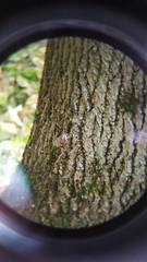 Catocala nupta