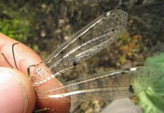 Distoleon tetragrammicus