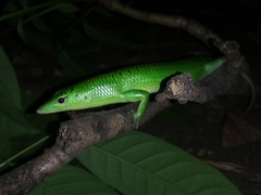 Lamprolepis smaragdina