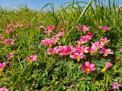 Oxalis purpurea