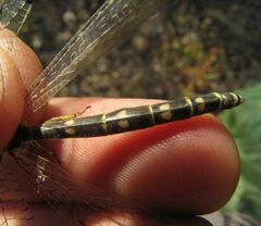 Distoleon tetragrammicus