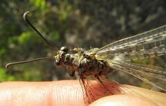 Distoleon tetragrammicus