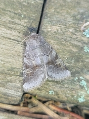 Trichordestra legitima