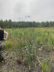 Schoenoplectus lacustris