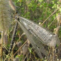 Distoleon tetragrammicus