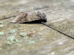Trichordestra legitima