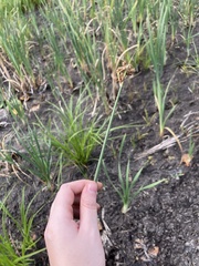 Schoenoplectus lacustris