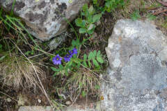 Gentiana dshimilensis