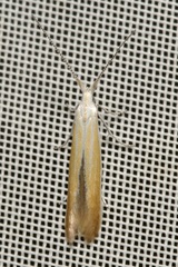 Coleophora