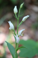 Cephalanthera damasonium