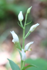 Cephalanthera damasonium