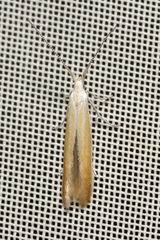 Coleophora