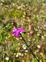 Polygala garcinii
