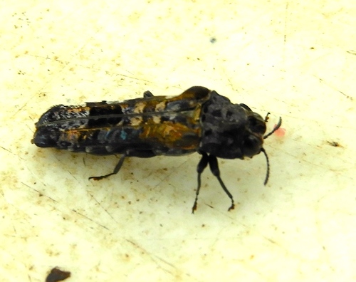 Omochyseus terminalis
