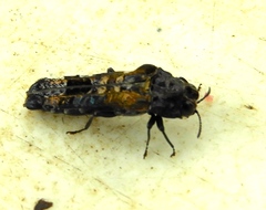 Omochyseus terminalis