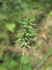 Phleum phleoides