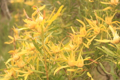 Leucadendron eucalyptifolium