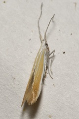 Coleophora