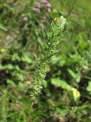 Phleum phleoides